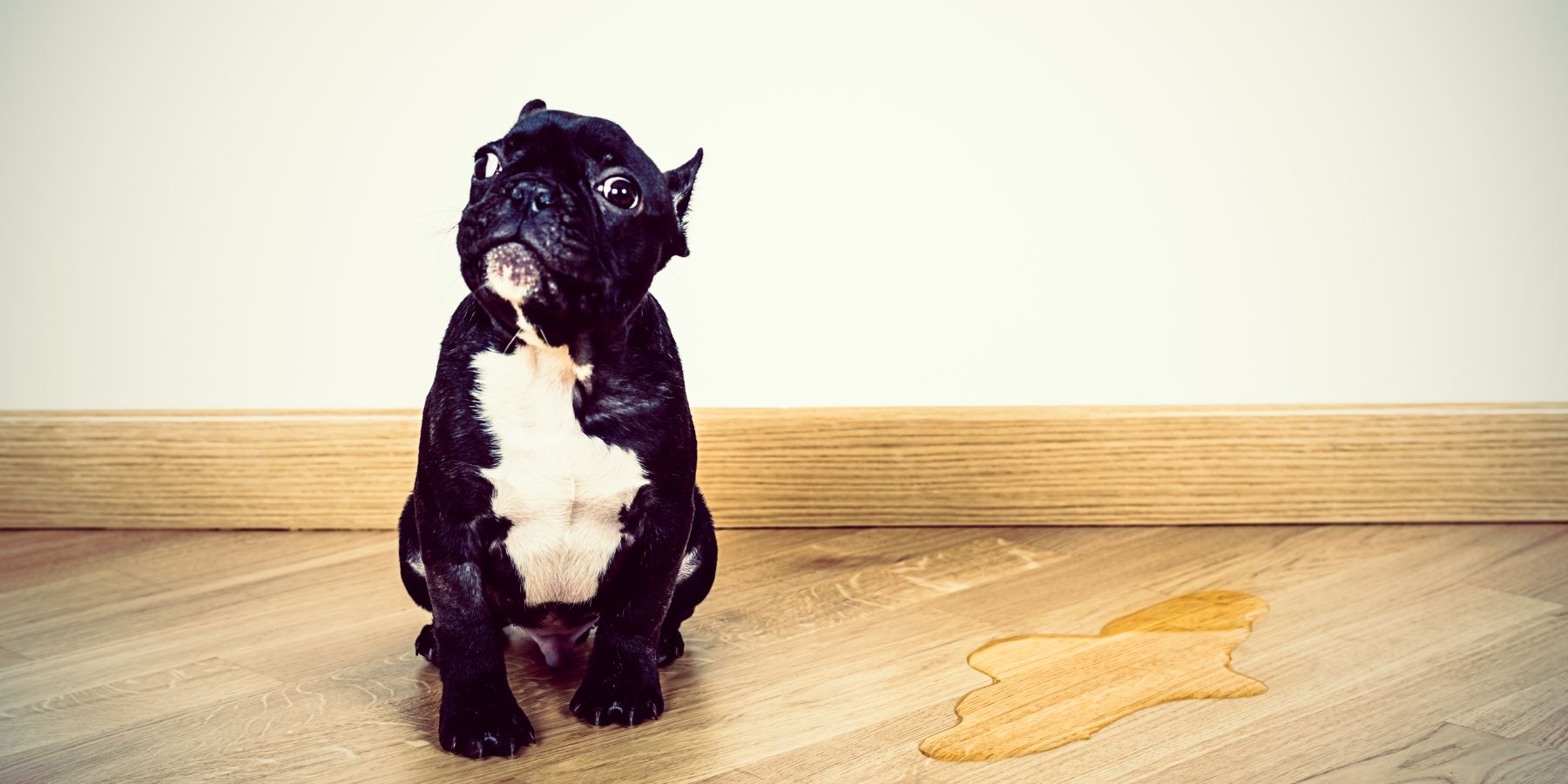 Practical Steps for Addressing Dark Yellow Dog Urine